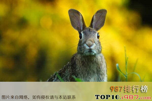 十大世界最受欢迎的小型宠物之宠物兔