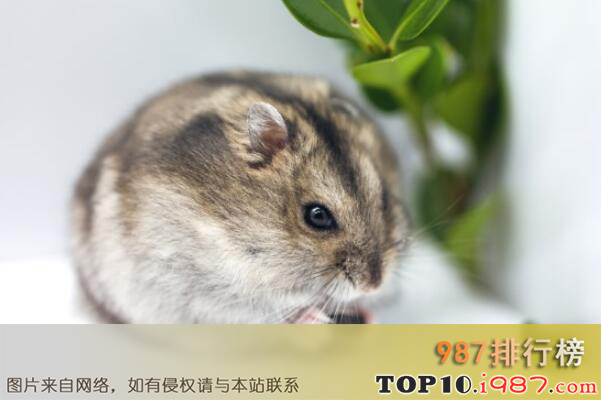 十大世界最受欢迎的小型宠物之仓鼠