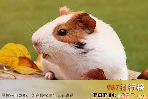 十大世界最受欢迎的小型宠物之豚鼠
