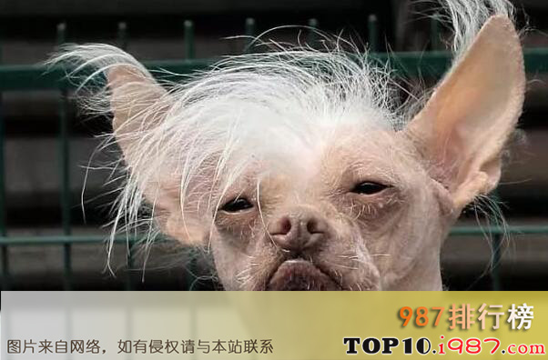十大最难看的犬种之中国冠毛犬