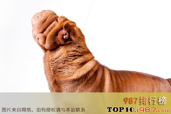十大最难看的犬种之沙皮犬