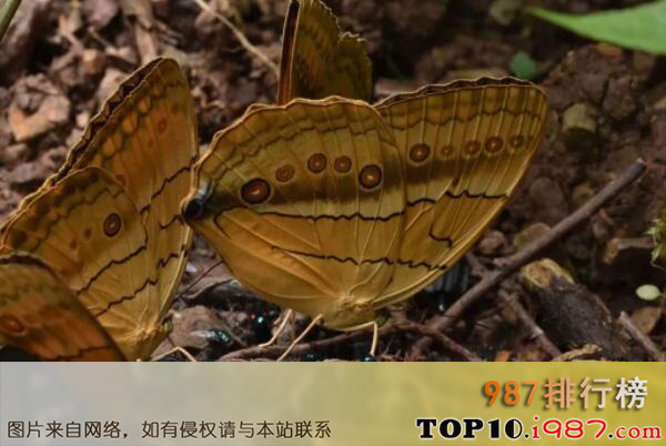 十大最常见的蝴蝶种类之环蝶科