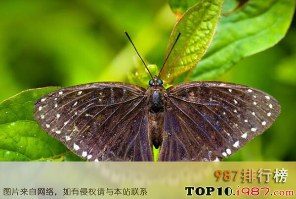 十大最常见的蝴蝶种类之蛱蝶科