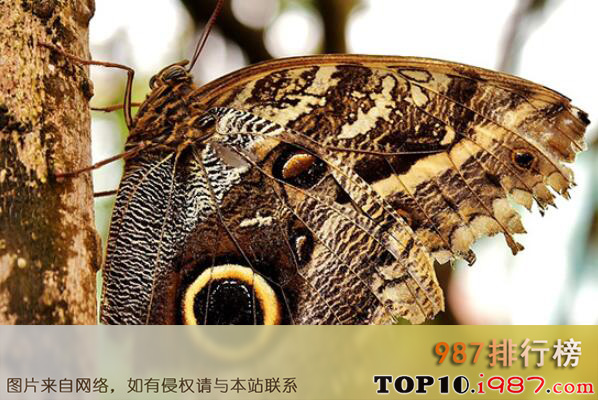 十大最常见的蝴蝶种类之眼蝶科