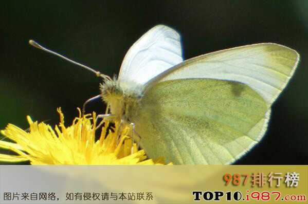 十大最常见的蝴蝶种类之粉蝶科