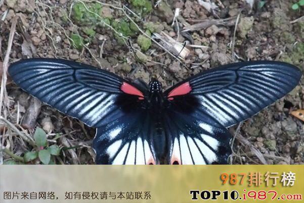 十大最常见的蝴蝶种类之凤蝶科