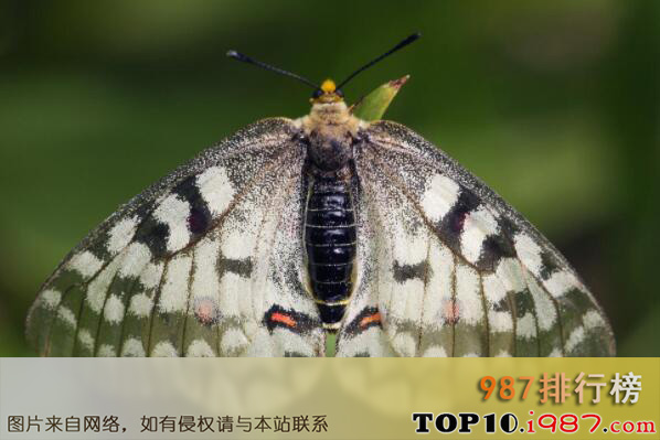 十大最常见的蝴蝶种类之绢蝶科