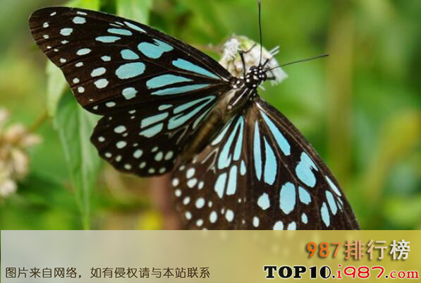 十大最常见的蝴蝶种类之斑蝶科