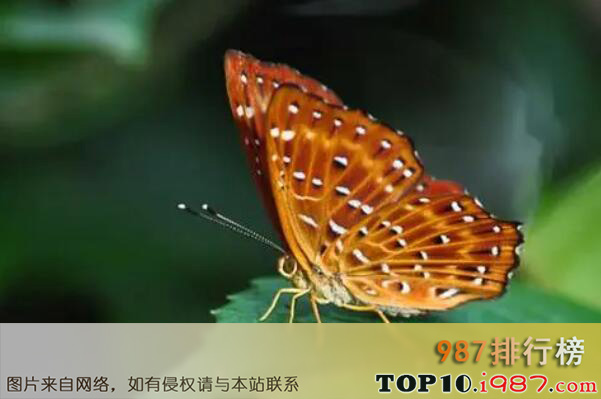 十大最常见的蝴蝶种类之蚬蝶科