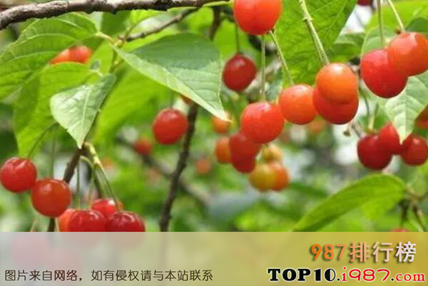 十大维C含量最高的水果之西印度樱桃