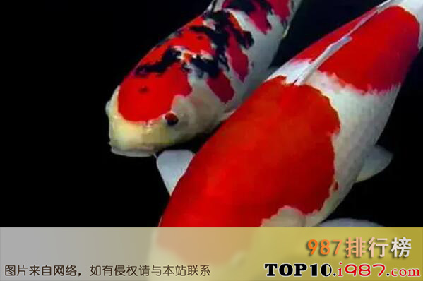 十大世界名贵锦鲤品种之红白锦鲤