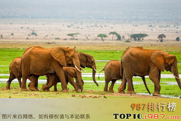 十大非洲分布广泛的猛兽之非洲象