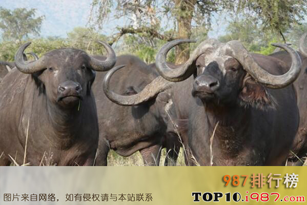 十大非洲分布广泛的猛兽之非洲野水牛