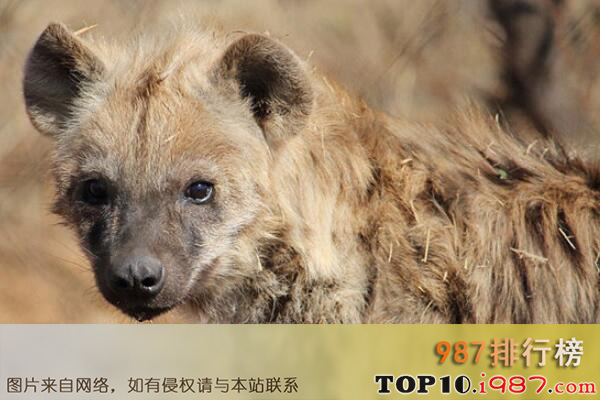 十大非洲分布广泛的猛兽之斑鬣狗