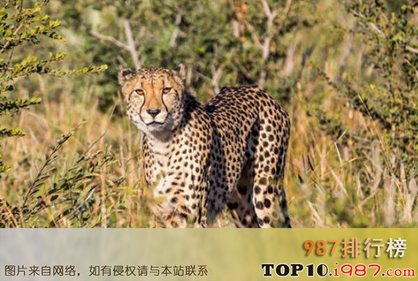 十大非洲分布广泛的猛兽之猎豹