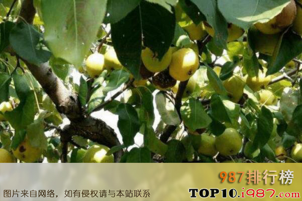 十大世界最酸的水果之酸梨