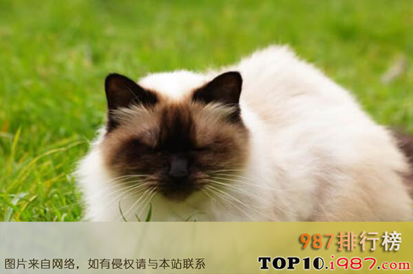 十大世界著名长毛猫之喜马拉雅猫