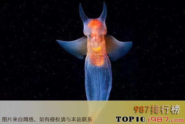 十大海洋中最漂亮的动物之裸海蝶
