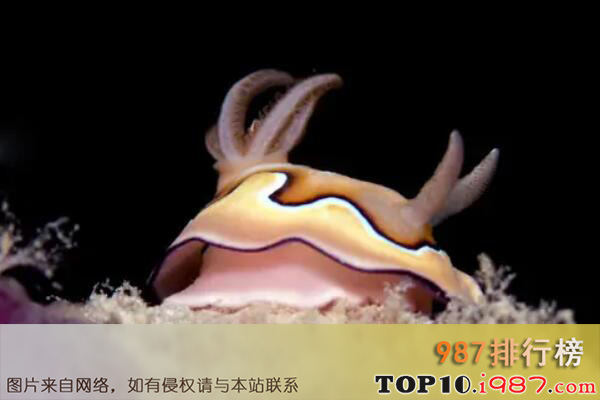 十大海洋中最漂亮的动物之海兔子