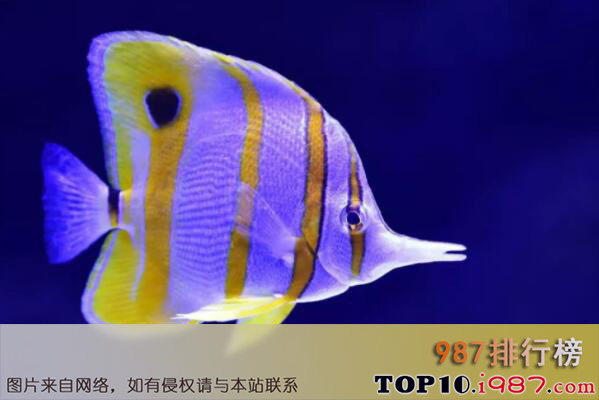 十大海洋中最漂亮的动物之蝴蝶鱼