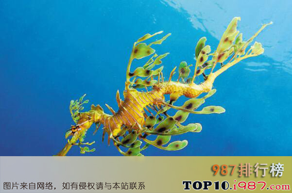 十大海洋中最漂亮的动物之叶海龙