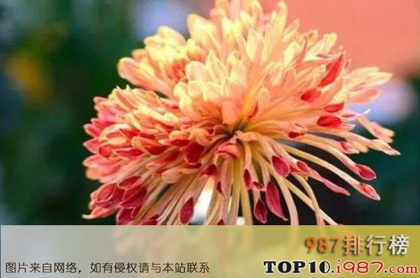 中国十大著名市花之菊花
