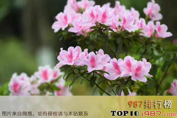 中国十大著名市花之杜鹃花