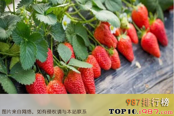 世界最受欢迎的十大水果之草莓