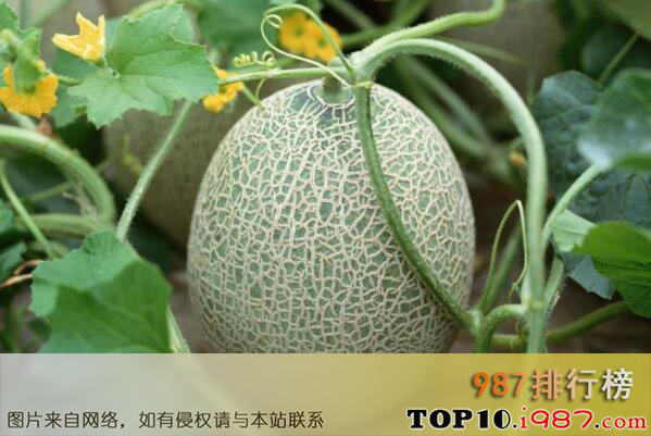 十大世界最受欢迎的水果之哈密瓜