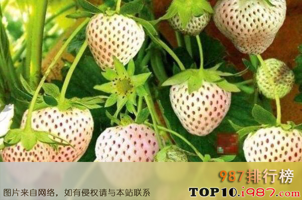 十大世界名字最奇葩的水果之菠萝莓