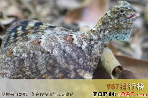 十大世界著名的蜥蜴品种之飞蜥
