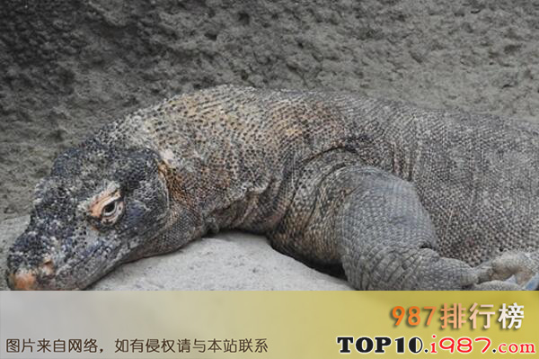 十大世界著名的蜥蜴品种之科莫多巨蜥
