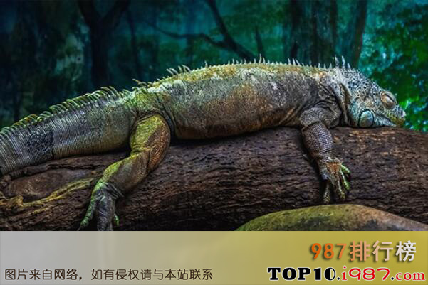 十大世界著名的蜥蜴品种之绿鬃蜥