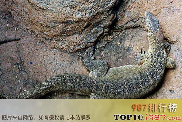 十大世界著名的蜥蜴品种之萨式巨蜥