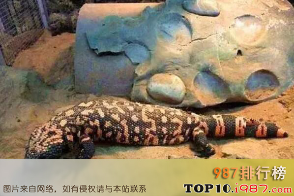 十大世界著名的蜥蜴品种之吉拉毒蜥