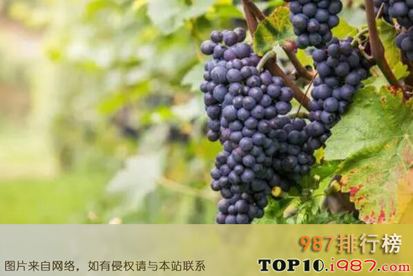 十大世界公认最营养的水果品种之紫葡萄