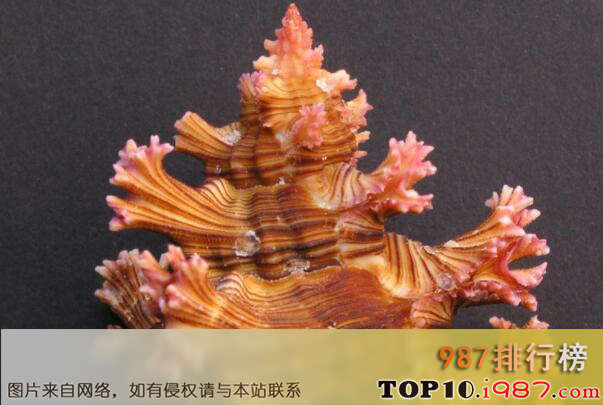 世界十大最好看的贝类之玫瑰千手螺