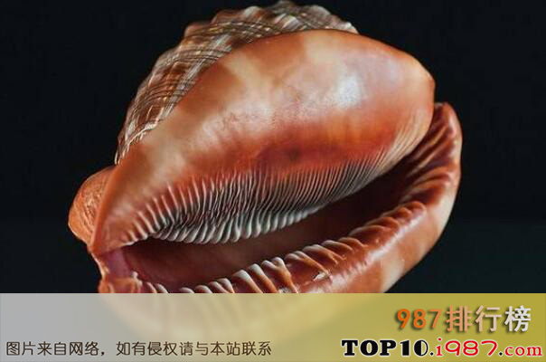 十大世界知名海螺品种之万宝螺