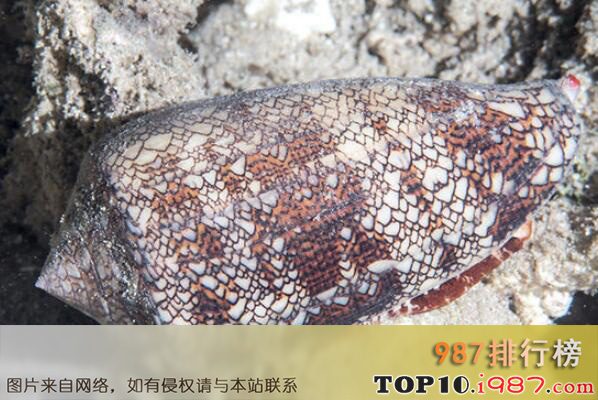 十大世界知名海螺品种之凤凰螺