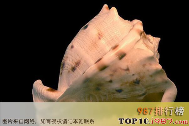 十大世界知名海螺品种之唐冠螺