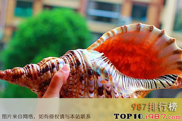 十大世界知名海螺品种之凤尾螺