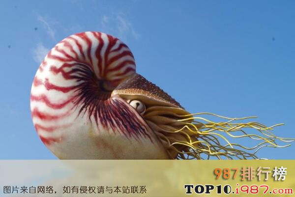 十大世界知名海螺品种之鹦鹉螺