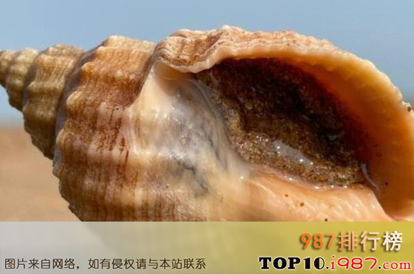 十大世界知名海螺品种之织纹螺