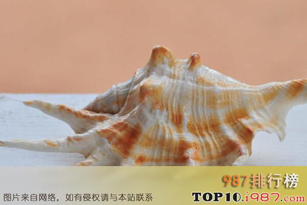 十大世界知名海螺品种之芋螺