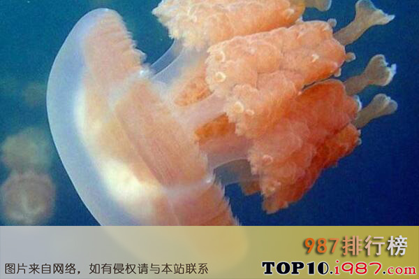 十大毒性最强的水母品种之海荨麻水母