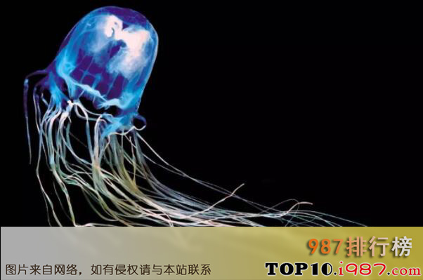 十大毒性最强的水母品种之伊鲁坎吉水母