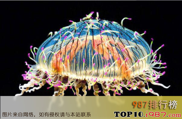 十大毒性最强的水母品种之花笠水母