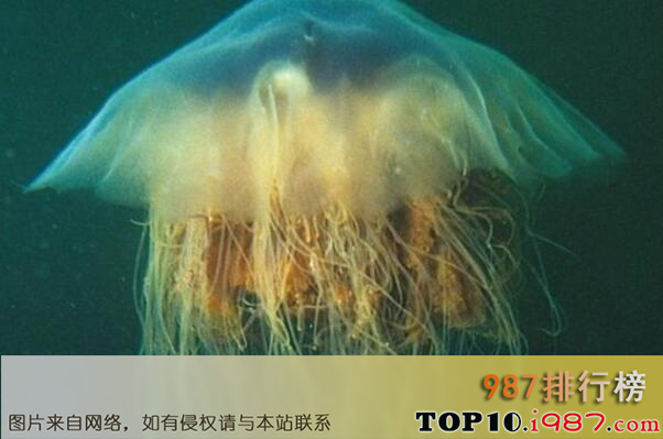 十大毒性最强的水母品种之发形霞水母