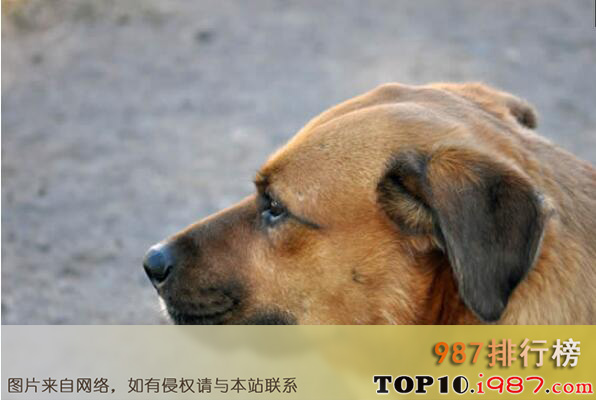 中国十大本土特有犬种之中华田园犬