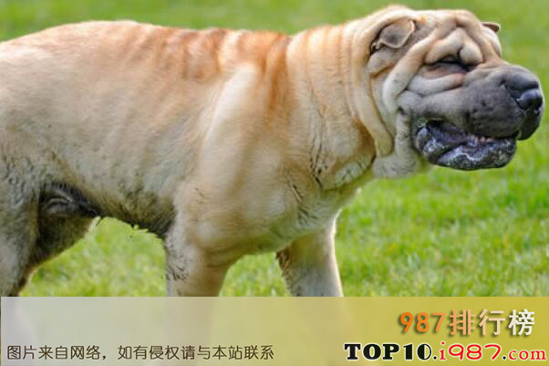 十大本土特有犬种之中国沙皮犬